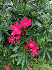 Nerium oleander