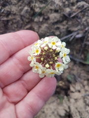 Manulea corymbosa