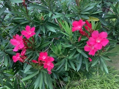 Nerium oleander
