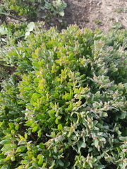 Roepera sessilifolia