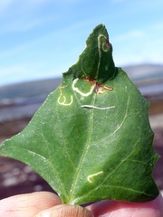 Scrobipalpa nitentella