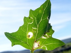 Scrobipalpa nitentella