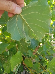 Phyllocnistis unipunctella