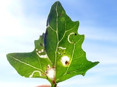 Scrobipalpa nitentella