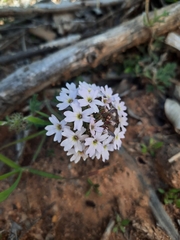 Glandularia berteroi