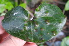 Puccinia asarina