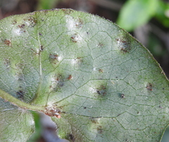 Puccinia asarina