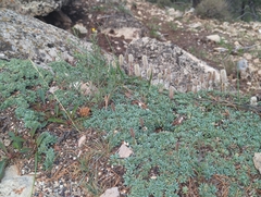 Petrophytum caespitosum caespitosum