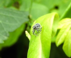 Otidocephalini