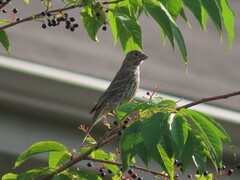 Haemorhous mexicanus