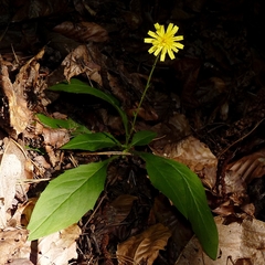 Hieracium bifidum