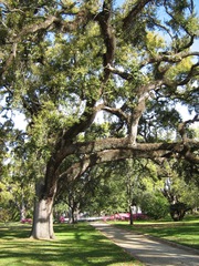 Quercus virginiana