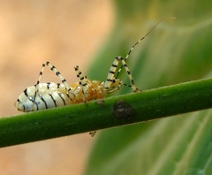 Pselliopus latispina