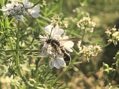 Physocephala rufipes