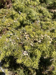 Juniperus deltoides