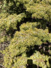 Juniperus deltoides