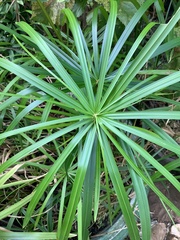 Cyperus alternifolius