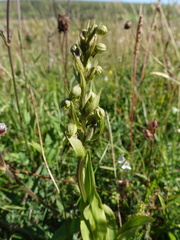 Dactylorhiza viridis