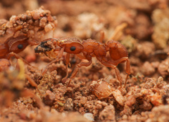 Cyphomyrmex wheeleri