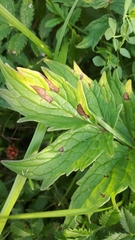 Ramularia valerianae