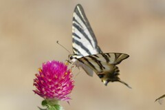 Iphiclides feisthamelii