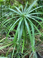 Cyperus alternifolius
