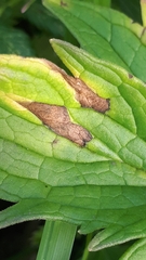 Ramularia valerianae