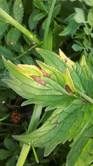 Ramularia valerianae