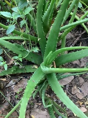 Aloe vera