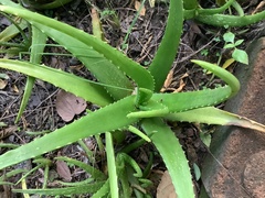 Aloe vera