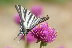 Iphiclides feisthamelii
