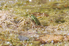 Lithobates chiricahuensis