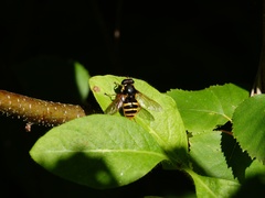 Sericomyia silentis