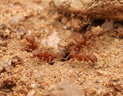 Cyphomyrmex wheeleri