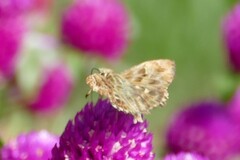 Carcharodus alceae