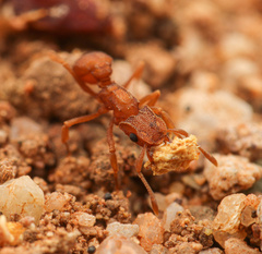Cyphomyrmex wheeleri
