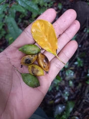 Terminalia costaricensis