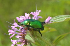 Calomacraspis splendens