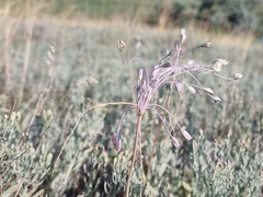 Allium praescissum