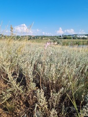 Allium praescissum