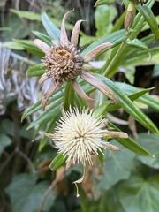 Carlina falcata