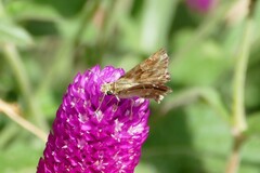 Carcharodus alceae