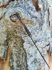 Rhyssella approximator