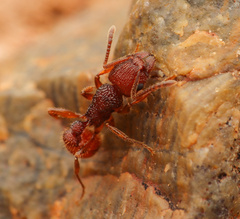 Tetramorium hispidum