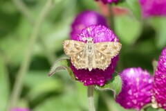 Carcharodus alceae