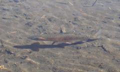 Oncorhynchus clarkii