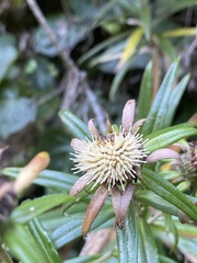 Carlina falcata