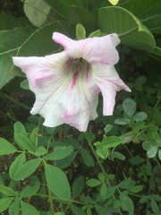 Ipomoea longifolia