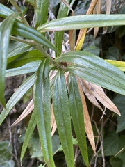 Carlina falcata