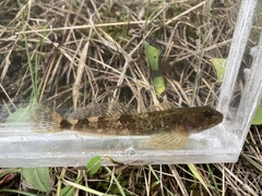 Cottus confusus